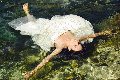 Foto 0041766140309 Transescort Ginevra Victoria Luxo - 63