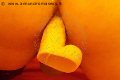  Trav Escort Lola Orsini Adorno 339 57 05 821 foto selfie 49